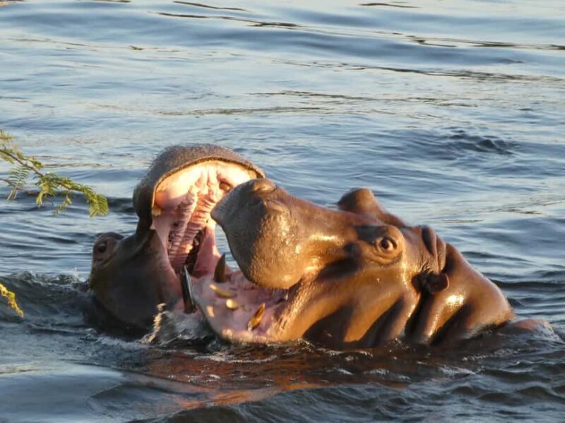 Safari Game Drive - An Inside Look at the Safari Game Drive Experience