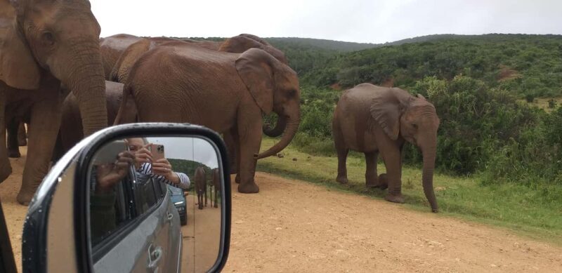 Safari Game Drive - Practical Tips for Your Safari Game Drive