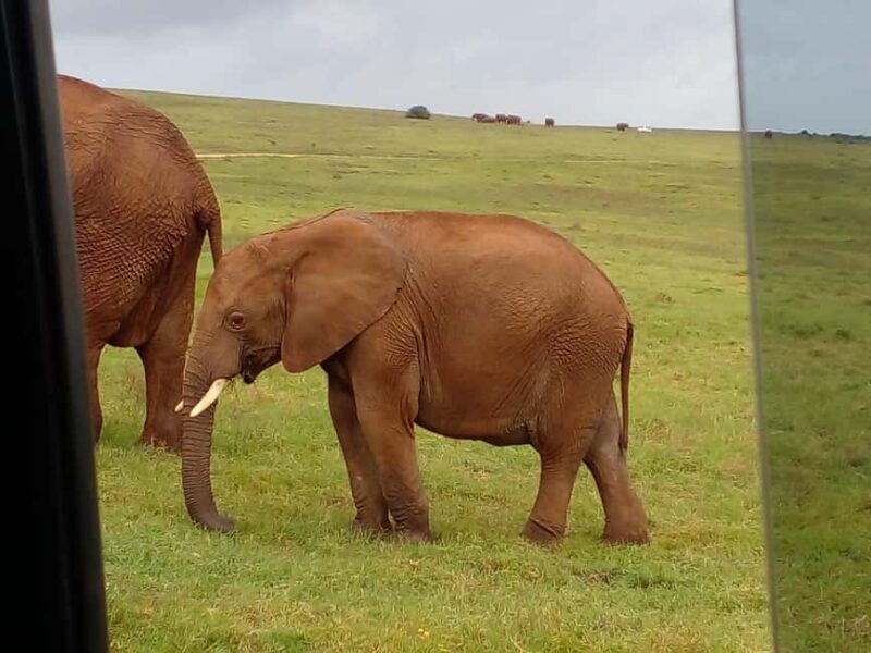 Safari game drive tour - Key Points