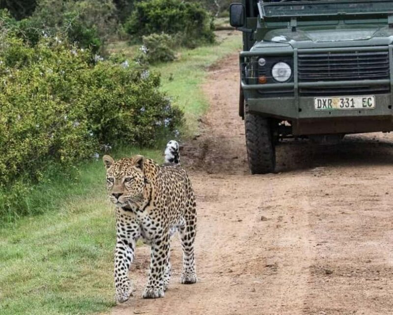 Safari game drive tour - What to Expect from the Safari Game Drive Tour