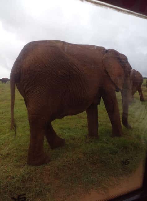 Safari game drive tour - Who Will Love This Safari?