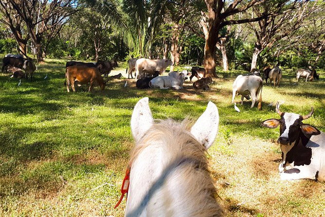 safari-horse-riding-tour