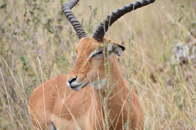 Safari In Nairobi Kenya National Park Half day Tour - Who Will Love This Tour?