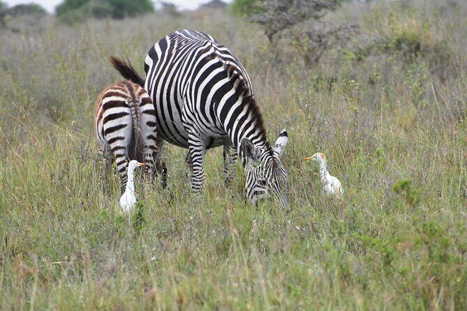 Safari In Nairobi Kenya National Park Half day Tour - FAQ