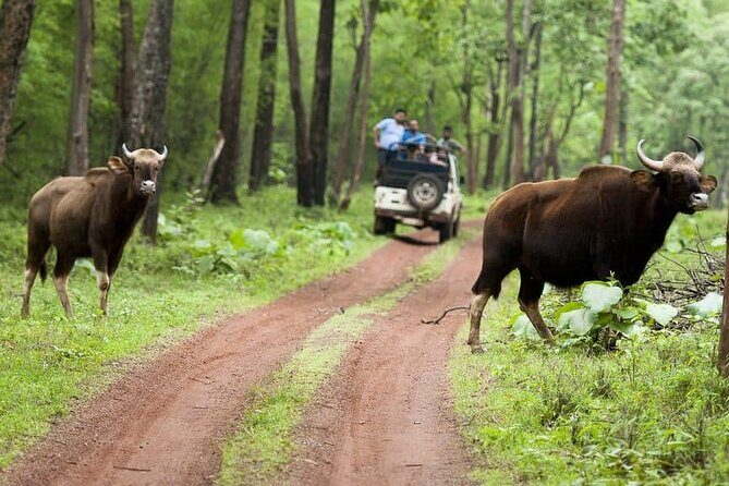 Safari in Tadoba National Park: Wilderness Roar from Nagpur - What to Expect From the Trip