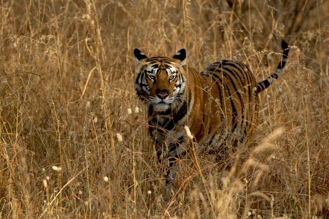 Safari in Tadoba National Park: Wilderness Roar from Nagpur - Final Thoughts