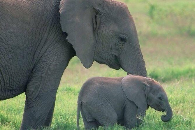 Safari in Tanzania 5 days: Manyara, Ngorongoro, Serengeti - Why Choose a 5-Day Tanzania Safari?