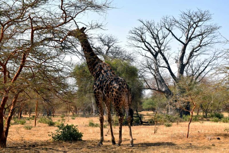 Safari in the Bandia reserve and boat trip on the Somone lagoon - Key Points