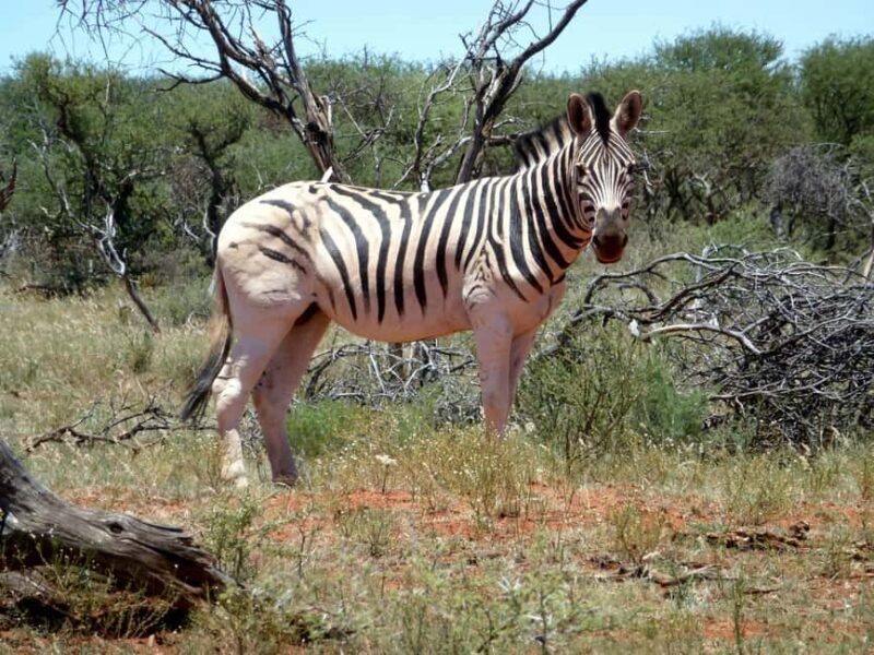Safari in the Bandia reserve and boat trip on the Somone lagoon - The Itinerary: What You Can Expect