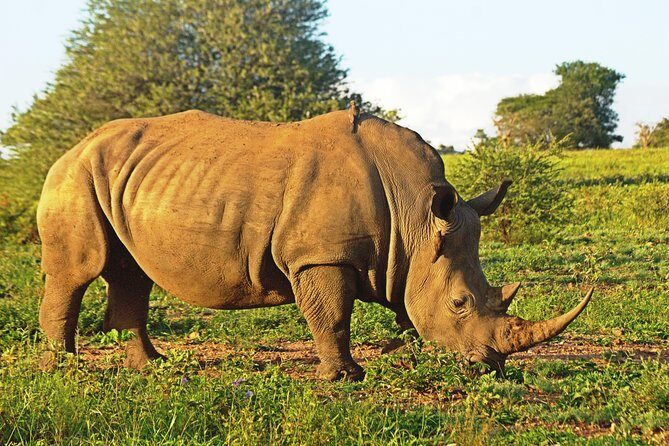Safari in the Kruger National Park - 4 Days-all Inclusive & private - A Detailed Look at the Kruger Safari Experience