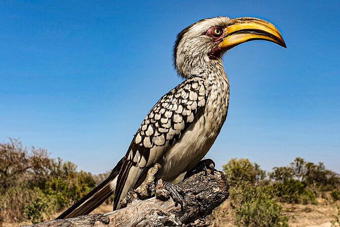 Safari in the Kruger National Park - 4 Days-all Inclusive & private - The Sum Up