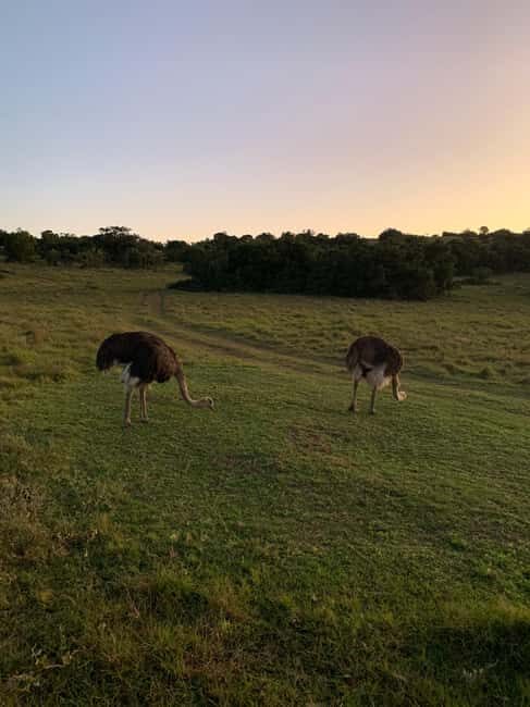 Safari into Schotia Full Day Tour - Key Points