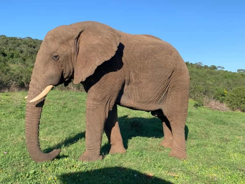 Safari into Schotia Full Day Tour - What Makes the Safari into Schotia Stand Out?