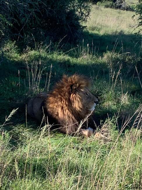 Safari into Schotia Full Day Tour - The Practical Details
