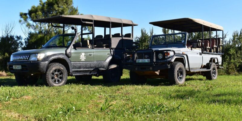 Safari into Schotia Full Day Tour - Authentic Insights From Reviews