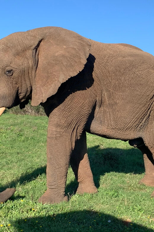 Safari into Schotia Full Day Tour - Frequently Asked Questions (FAQs)