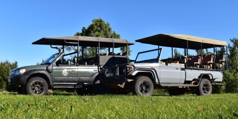 Safari into Schotia Half Day Tour - Key Points