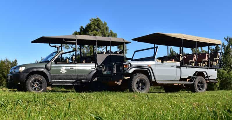 Safari into Schotia Half Day Tour - What to Expect on Your Schotia Half Day Safari