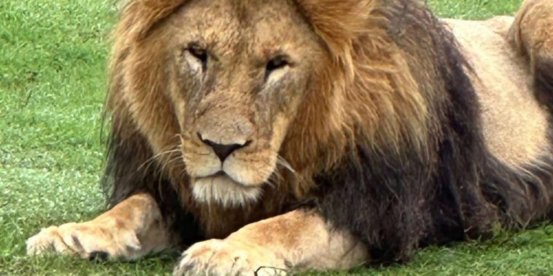 Safari into Schotia Half Day Tour - FAQ