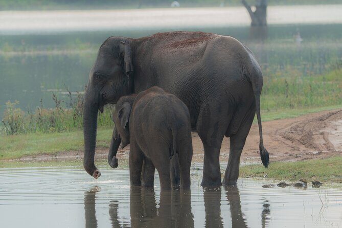 Safari Jeep Tour In Udawalawa Park Sri Lanka - Key Points
