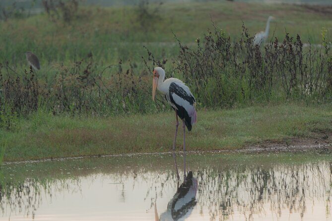 Safari Jeep Tour In Udawalawa Park Sri Lanka - Frequently Asked Questions