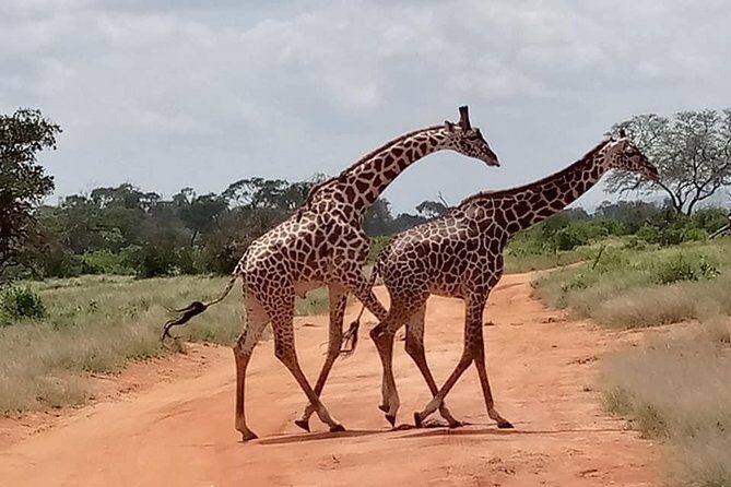 Safari Kenya with Patrick - An In-Depth Look at the Safari Itinerary