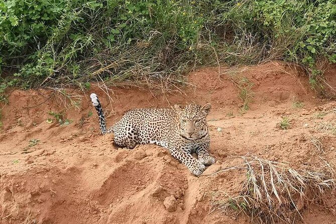 Safari Kenya with Patrick - Final Thoughts: Is This Tour Right for You?