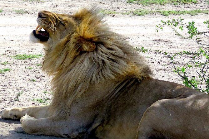 Safari "Kifaru" - 5 days in the most famous Parks in the world - An In-Depth Look at the Safari "Kifaru" Itinerary