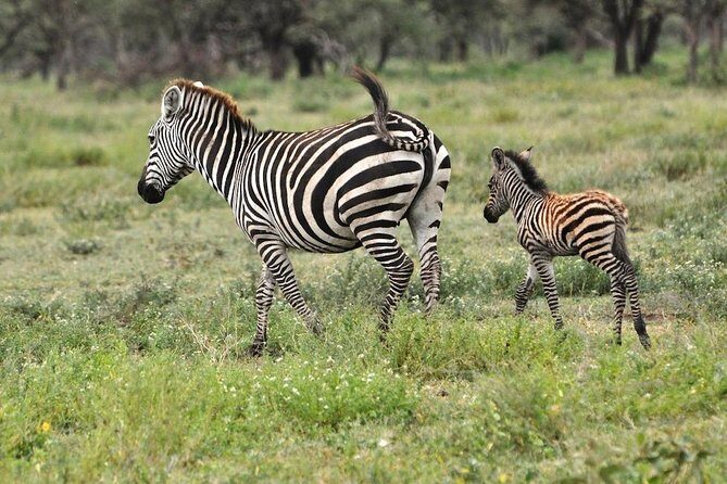 Safari "Kifaru" - 5 days in the most famous Parks in the world - Authentic Encounters & Special Highlights
