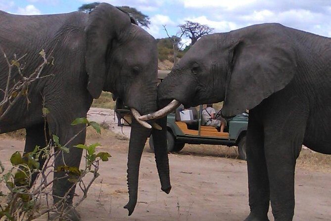 Safari "Kifaru" - 5 days in the most famous Parks in the world - The Sum Up: Who Is This Tour Best For?