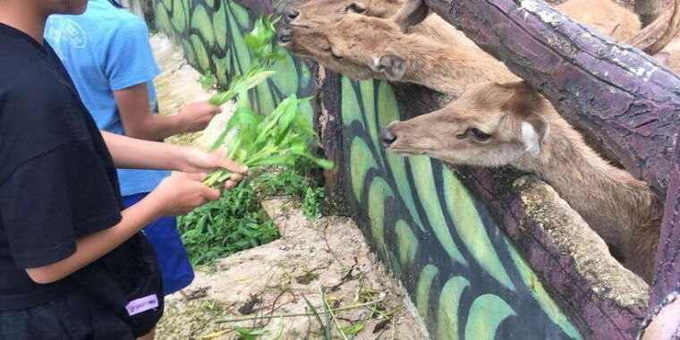safari-lagoi-eco-farm-bintan
