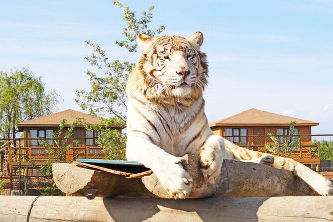 safari-park