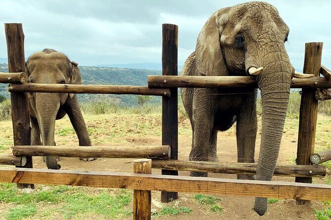 Safari & PheZulu Village Day Tour from Durban - Natal Lion Park: Getting Up Close with Lions and Elephants