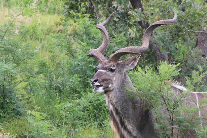 Safari Pilanesberg Nature Reserve & Monkey Sanctuary - Game Drive in Pilanesberg National Park