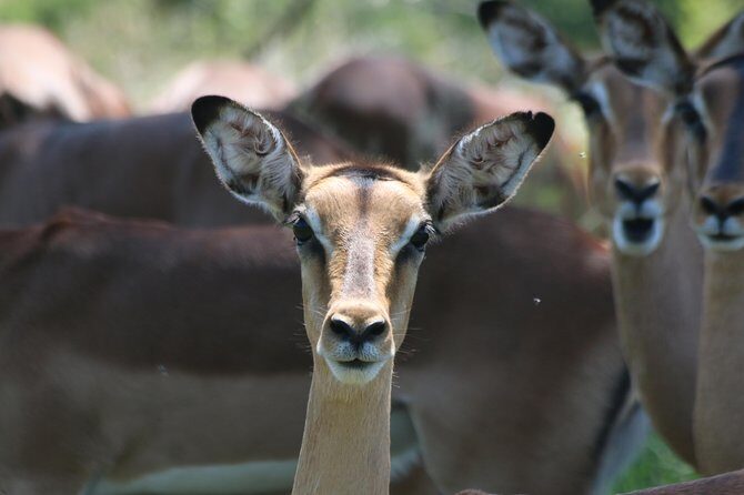 Safari Pilanesberg Nature Reserve & Monkey Sanctuary - Visit to Bush Babies Monkey Sanctuary