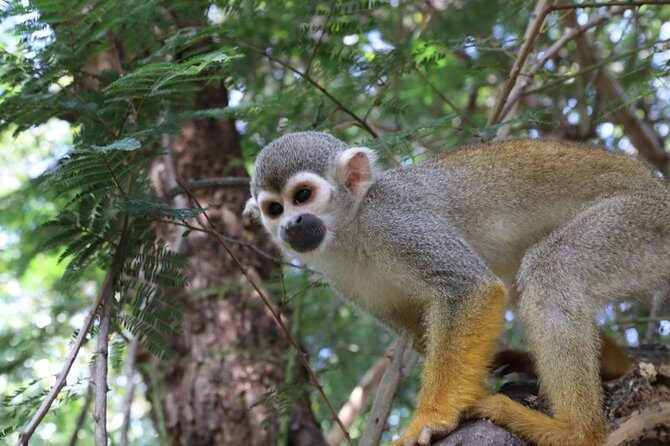 Safari Pilanesberg Nature Reserve & Monkey Sanctuary - Return and Photo Sharing