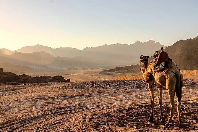 Safari quad, jeep, camel ride, show and dinner Hurghada - Authentic Experiences and Insights from Reviews