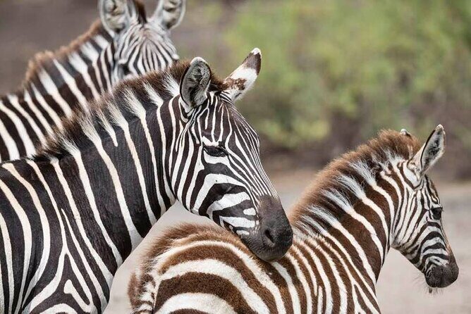 Safari Serengeti And Ngorongoro - The Itinerary Breakdown: What You Can Expect