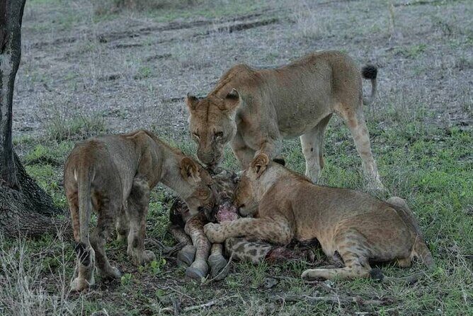 Safari Serengeti And Ngorongoro - What’s Not to Love?  