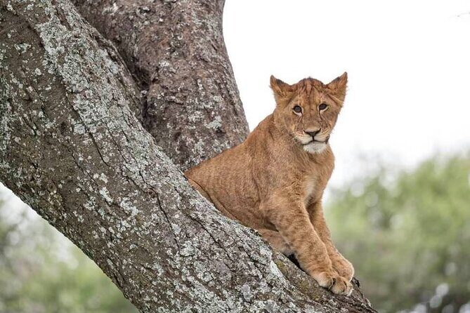 Safari Serengeti And Ngorongoro - The Sum Up: Is It Worth It?  
