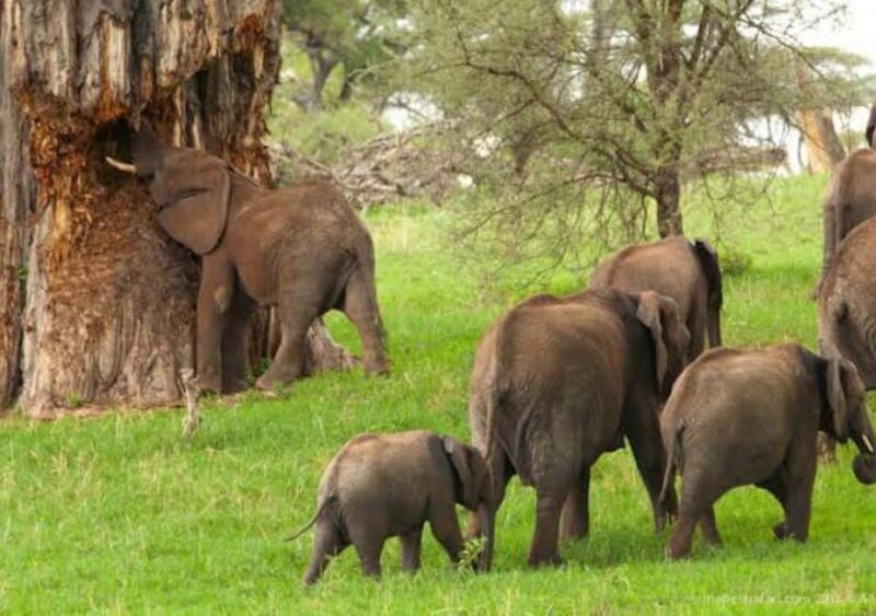 Safari Serenity:Exploring Tarangire National Park in Day - Midday Break: Rest and Refuel