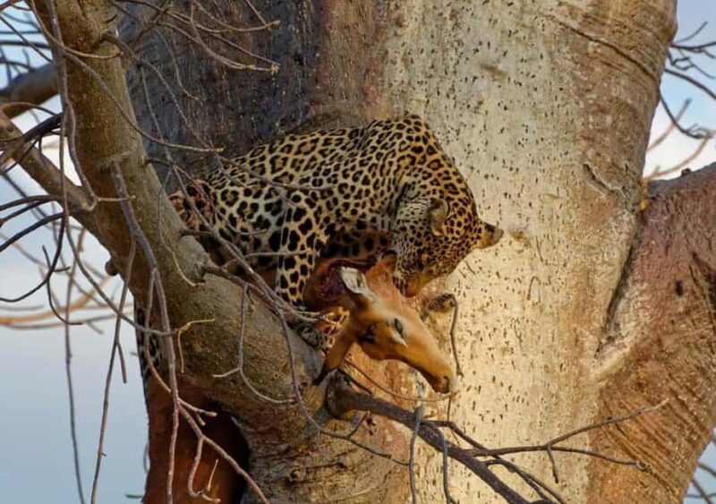 Safari Serenity:Exploring Tarangire National Park in Day - Afternoon Game Drive: New Perspectives and Diverse Landscapes