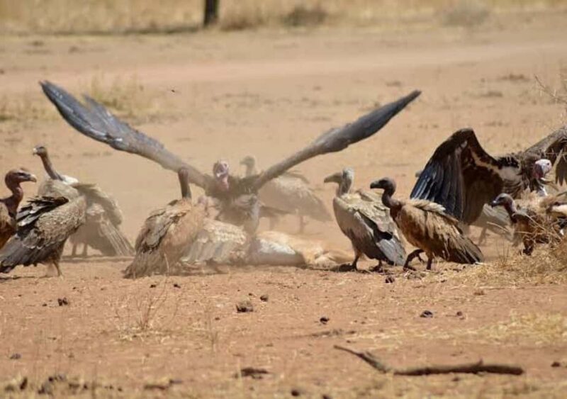 Safari Serenity:Exploring Tarangire National Park in Day - Unique Experiences: Trees, Migration, and More