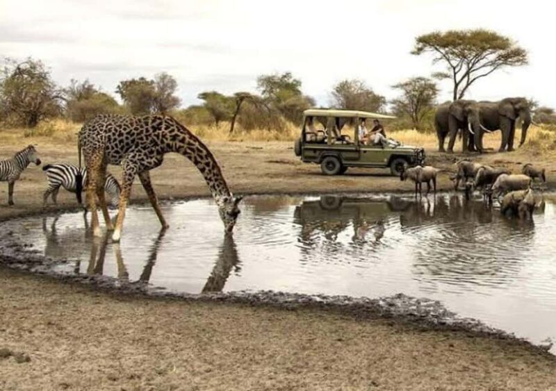 Safari Serenity:Exploring Tarangire National Park in Day - Last Legs and Return Journey