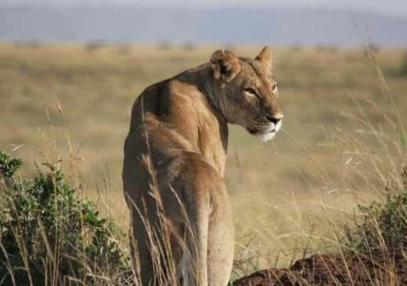 Safari Serenity:Exploring Tarangire National Park in Day - Whats Included and What to Consider