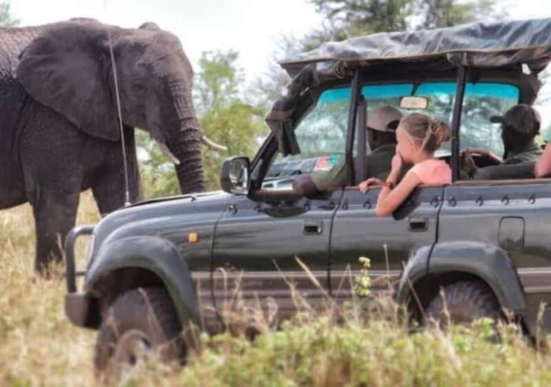 Safari Serenity:Exploring Tarangire National Park in Day - The Sum Up