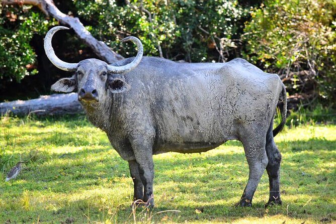 Safari Tour in Udawalawa National Park - Exploring the Udawalawa National Park Safari
