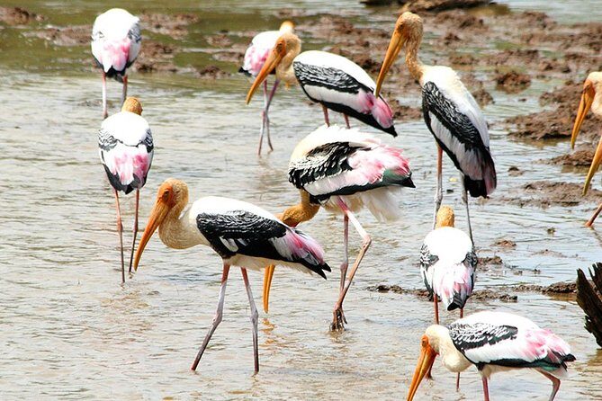 Safari Tour in Udawalawa National Park - Why This Tour Might Be Perfect for You