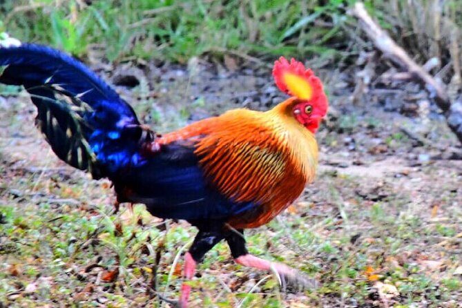 Safari Tour in Udawalawa National Park - Final Thoughts