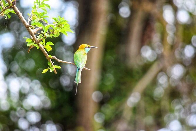 Safari Tour in Udawalawa National Park - FAQ